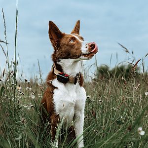 DOG GPS mini lokátor je malý a lehký pomocník pro vašeho průzkumníka