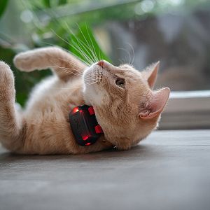 Nejmenší GPS lokátor Dogtrace je přizpůsoben pro kočky od váhy 2 kg