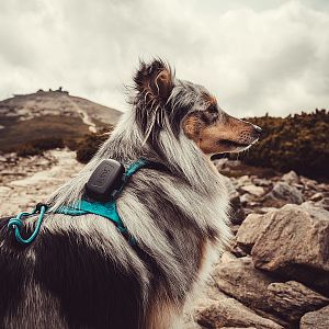 Sbalte DOG GPS mini tracker na každý výlet a užívejte si společná dobrodružství s jistotou